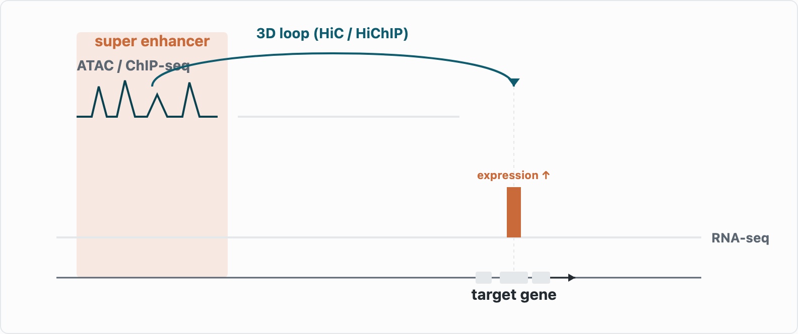 Diagram of a super-enhancer's ATAC/ChIP-seq signal, its Hi-C loop to a target gene, and the resulting rise in RNA-seq expression, all aligned to the same genomic position.