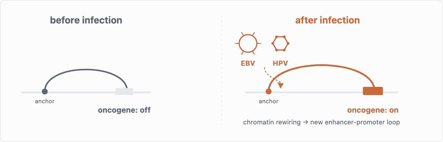Diagram of a host chromatin loop before viral infection versus after, when a distinctly-shaped EBV particle and HPV capsid rewire the loop to switch on an oncogene.