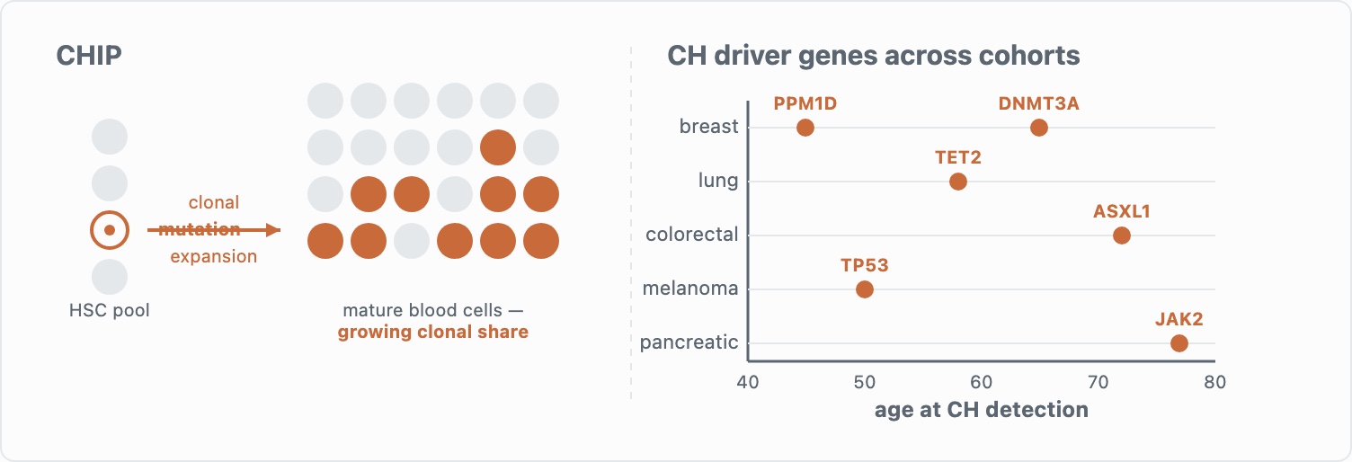 Diagram of clonal hematopoiesis: one mutant blood stem cell clonally expanding, alongside a scatter plot of CH driver genes by cancer type and age at detection.